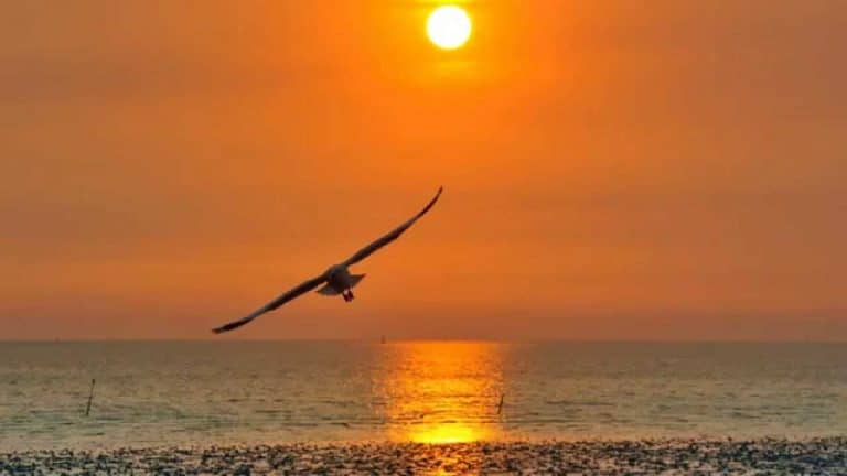 oiseau volant au-dessus de la plage
